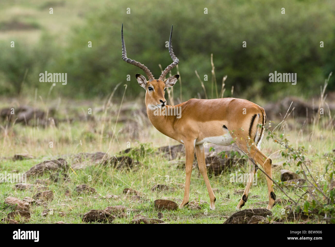 Impala (Aepyceros melampus), Masai Mara National Park, Kenya Stock Photo