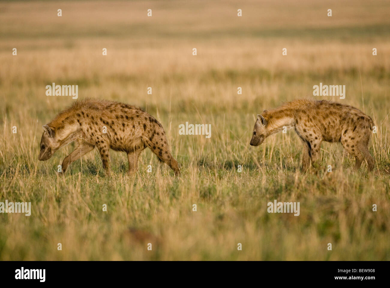 Two Spotted hyenas (Crocuta crocuta), Masai Mara, Kenya, side view Stock Photo