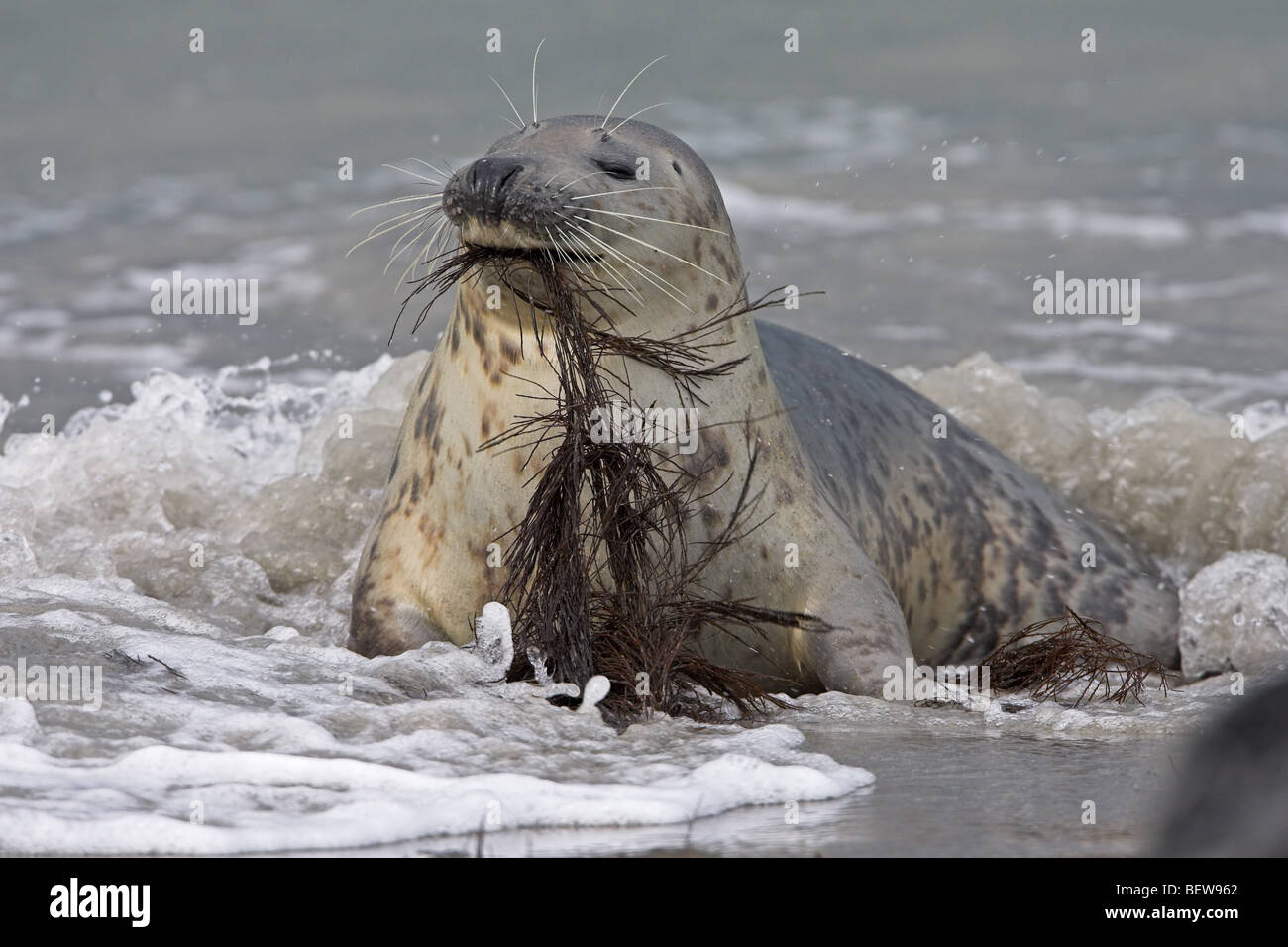 gray seal, grey seal, Halichoerus grypus Stock Photo