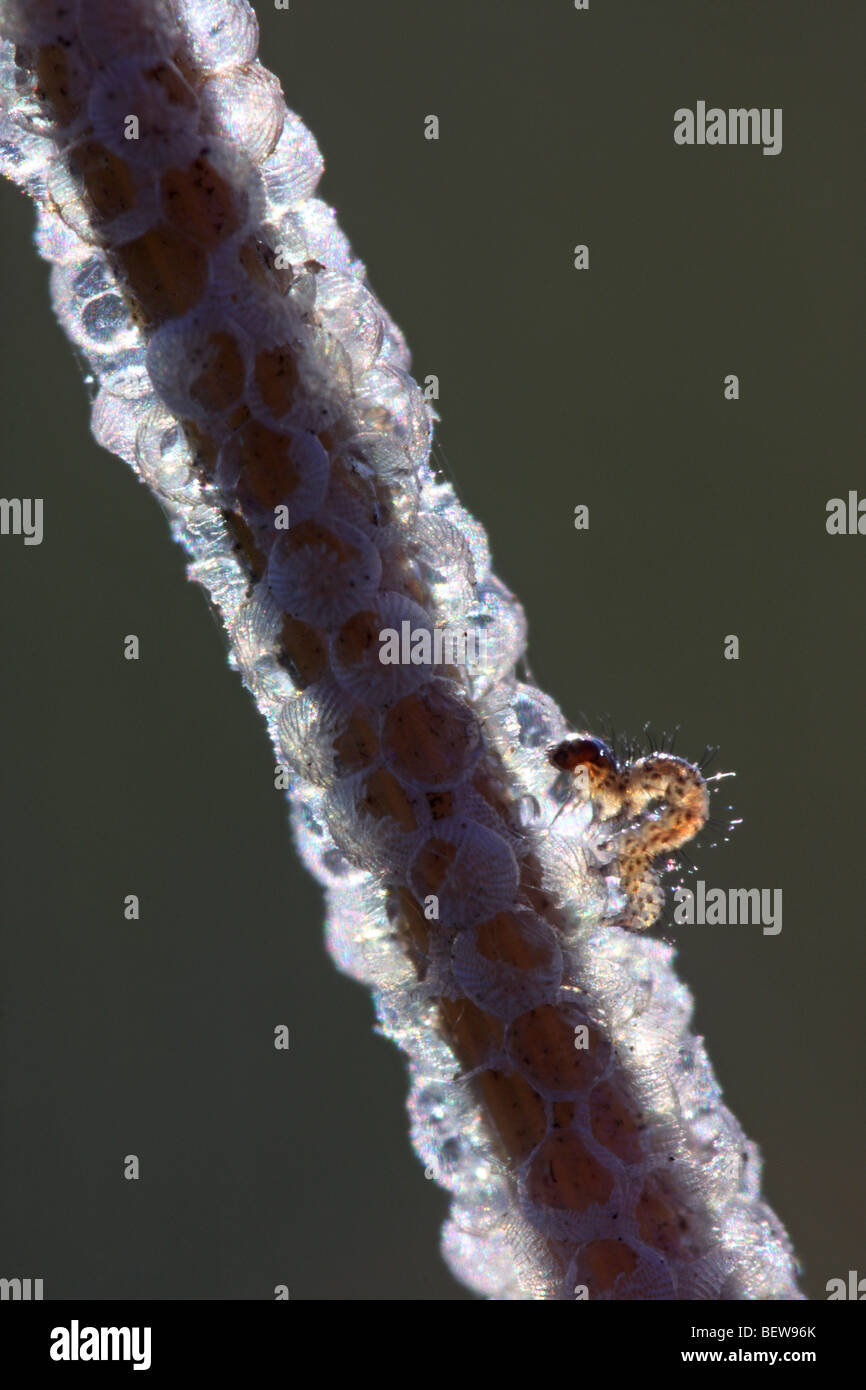 egg deposition Stock Photo Alamy