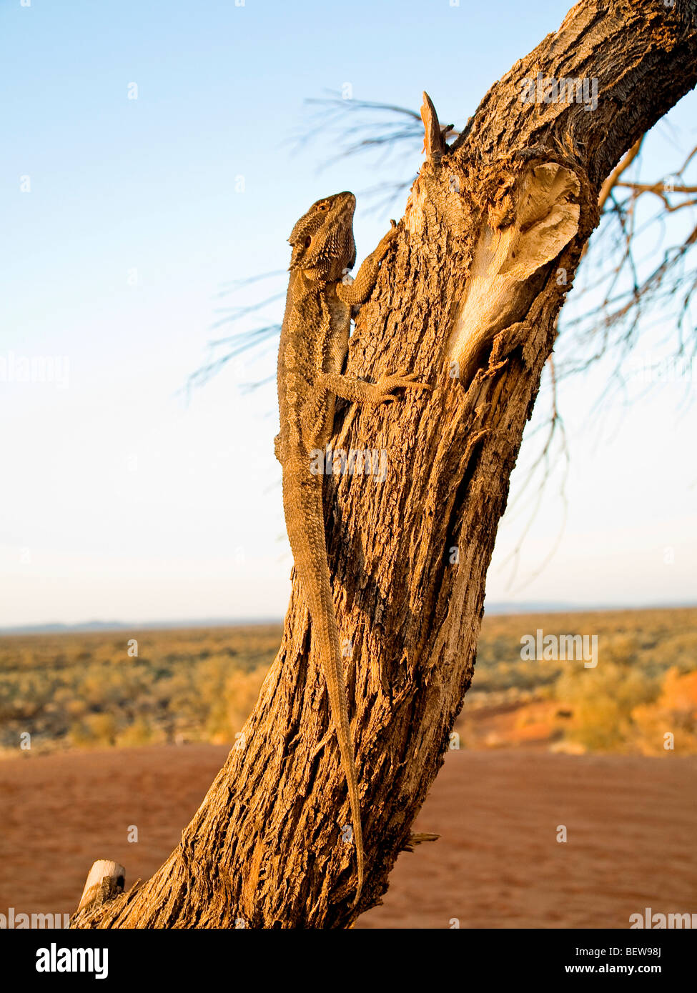 Tree in the simpson desert hires stock photography and images Alamy
