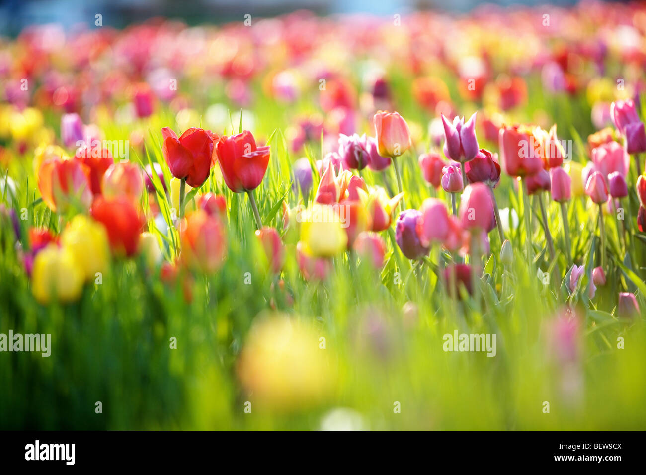 tulip field, close-up Stock Photo