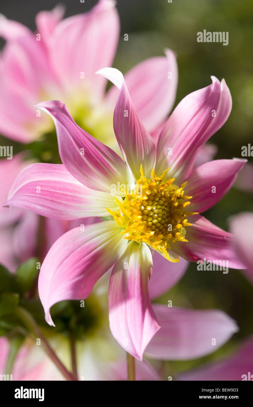Dahlia photograph hi-res stock photography and images - Alamy