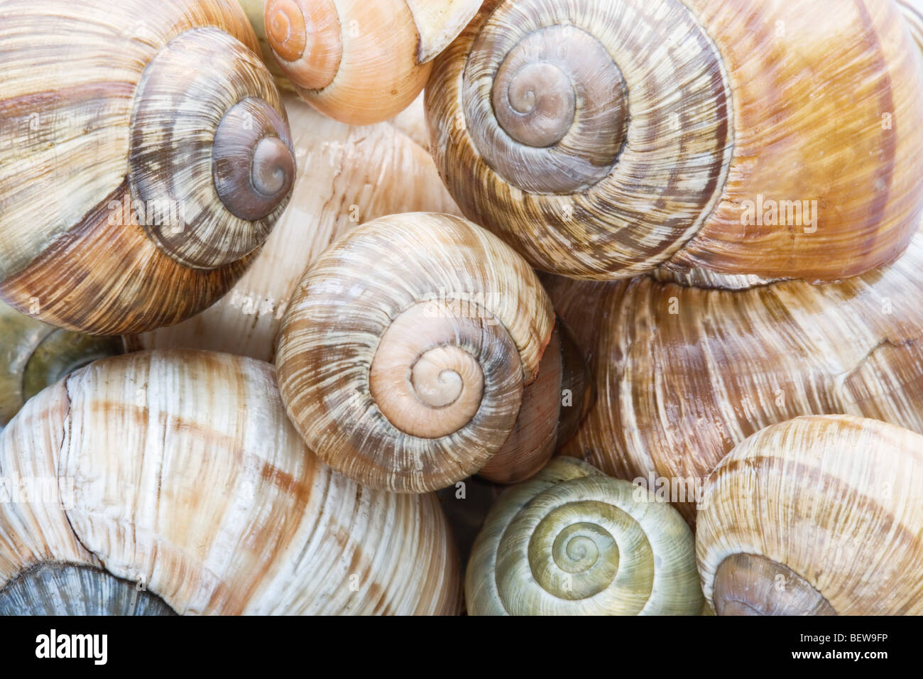 group of snail shells, closeup Stock Photo Alamy