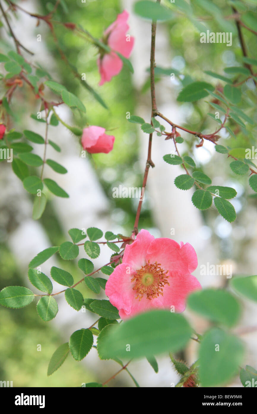 Close up wild roses hi-res stock photography and images - Alamy