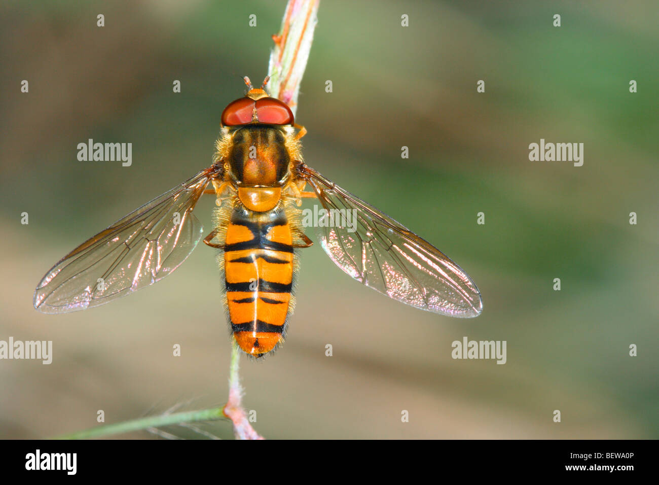 Hover-fly, Episyrphus balteatus. On stem Stock Photo