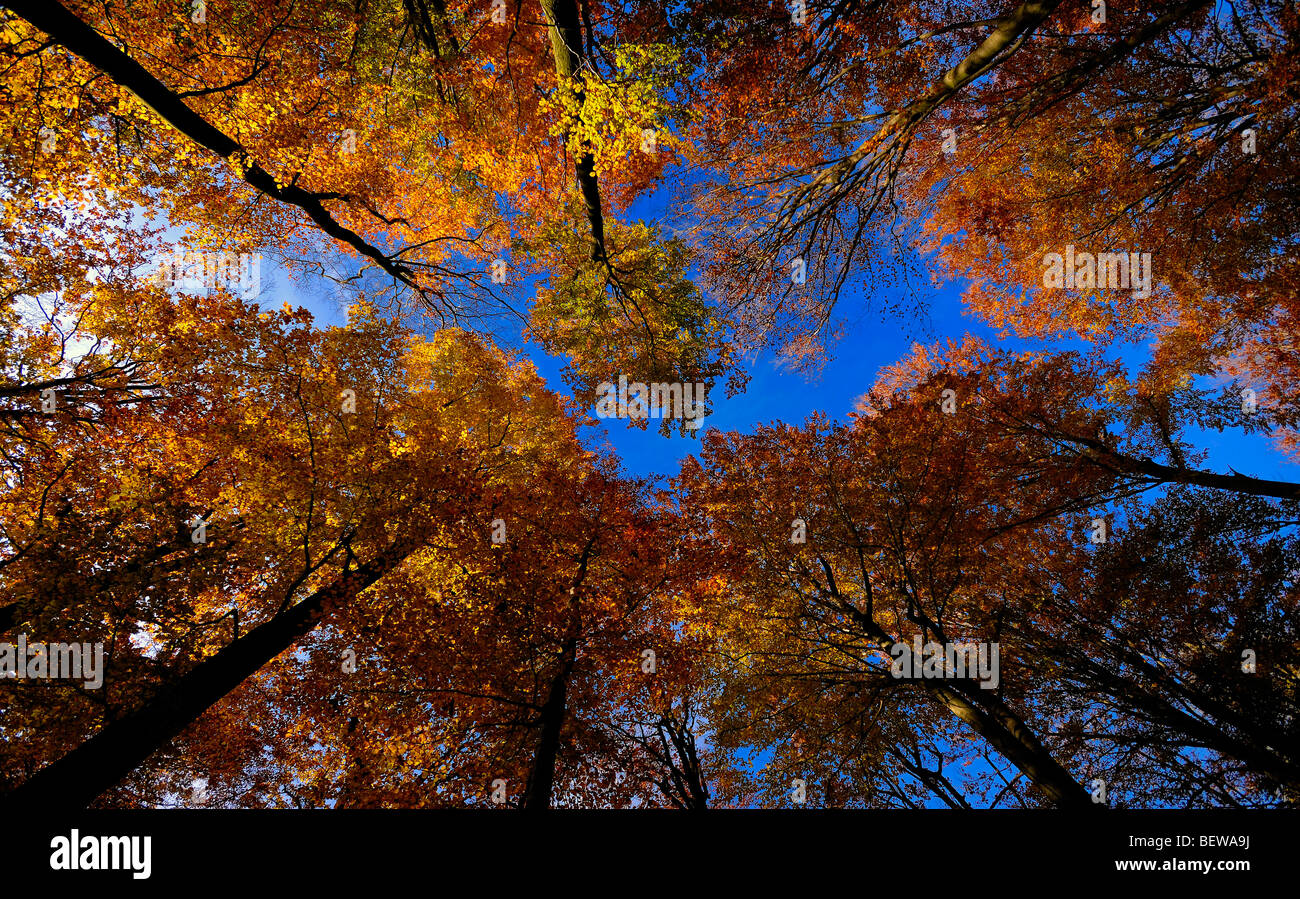 beech forest, Spessart, Germany, worm's eye view Stock Photo