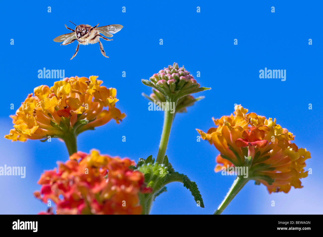 honey bee (Apis mellifera) flying to a heliantheum, close-up Stock Photo