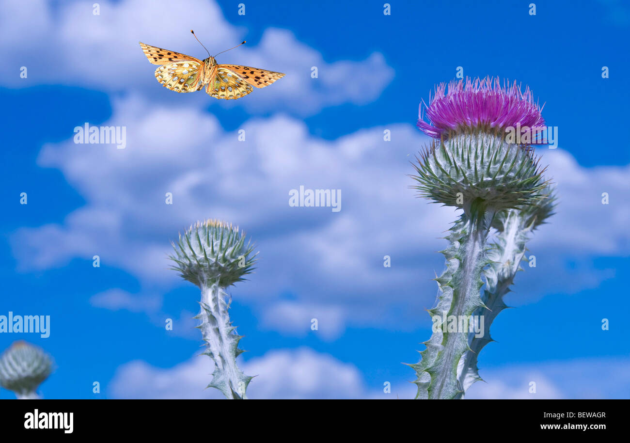 Dark Green Fritillary (Argynnis aglaia) flying to a scotch thistle, close-up Stock Photo
