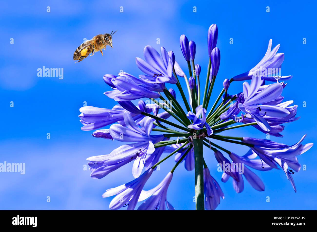 honey bee (Apis mellifera) flying to a Agapanthaceae, close-up Stock ...