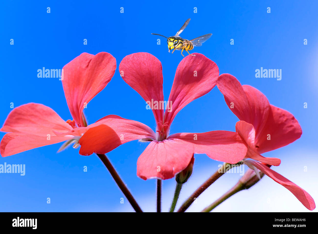 Dolichovespula saxonica flying to geranium, close-up Stock Photo