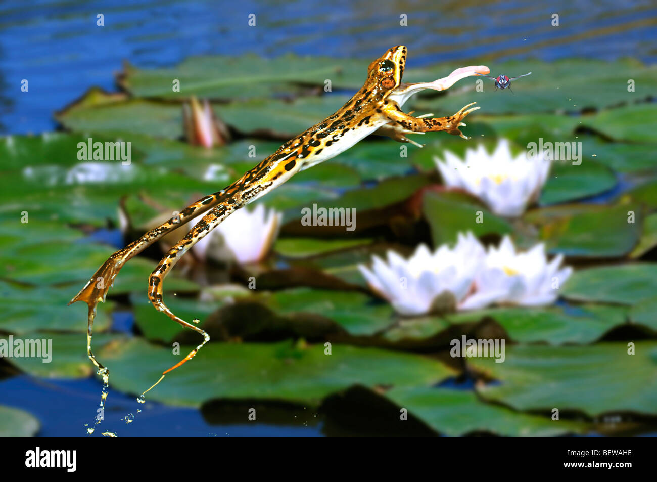 green frog (Rana lessonae) catching his prey, side view Stock Photo
