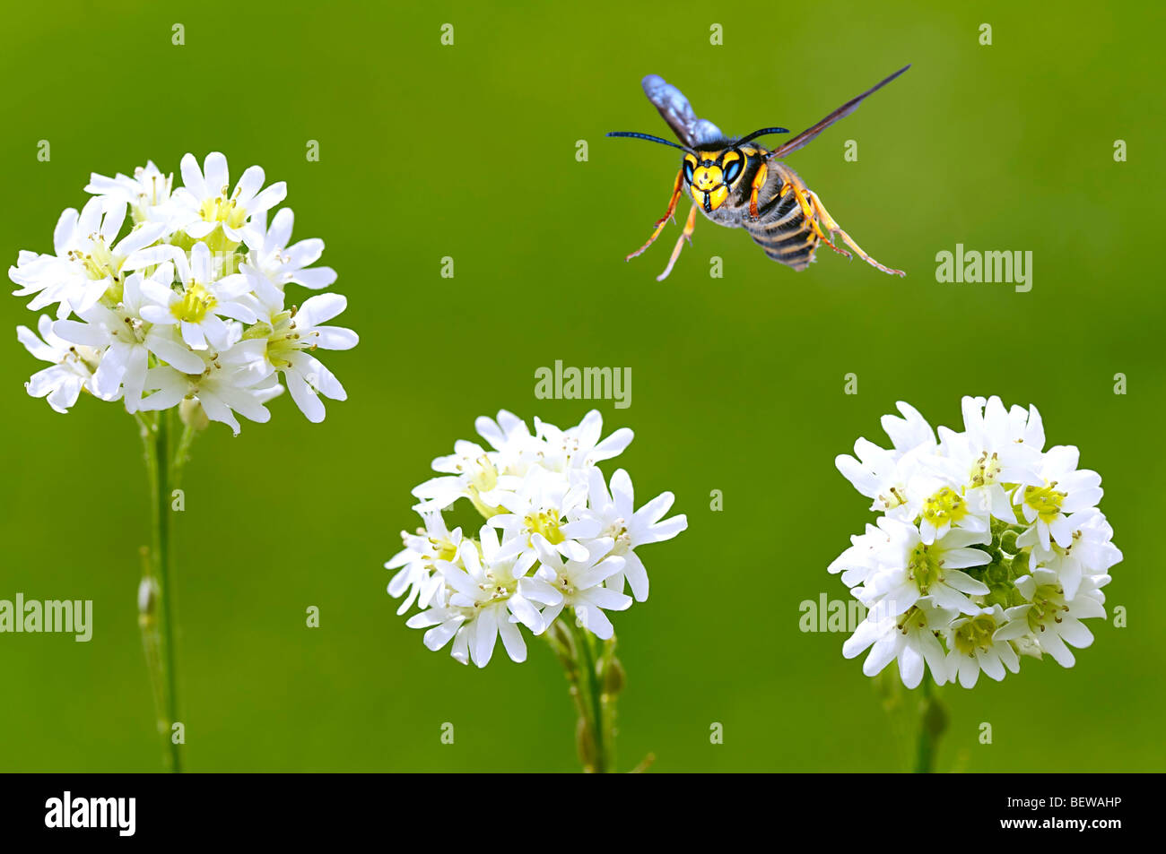 Dolichovespula sylvestris flying between flowers, full shot Stock Photo