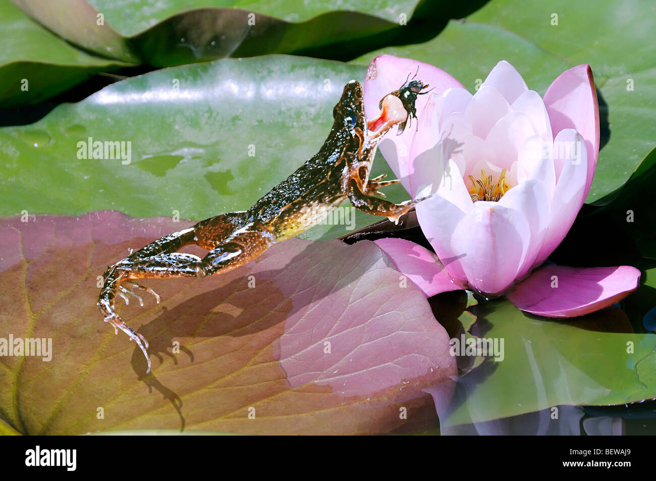 green frog (Rana lessonae) catching a fly, elevated view Stock Photo