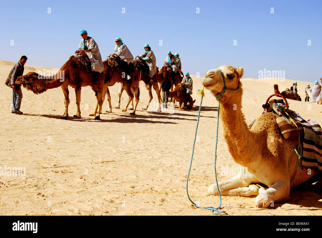 Group of cameleers in the desert of Tunisia near to the oasis town of Douz Stock Photo
