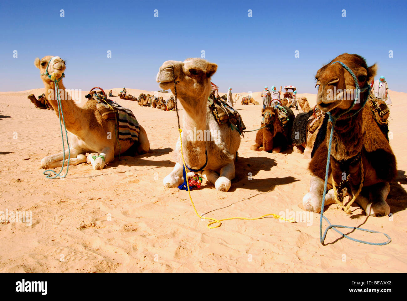 Resting camels in the desert of Tunisia near to the oasis town of Douz Stock Photo