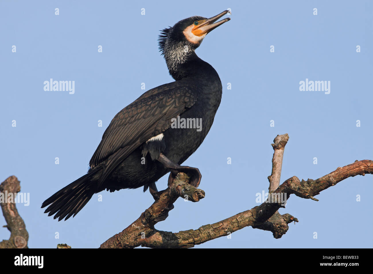 Great Cormorant (Phalacrocorax carbo) sitting on branch, side view Stock Photo