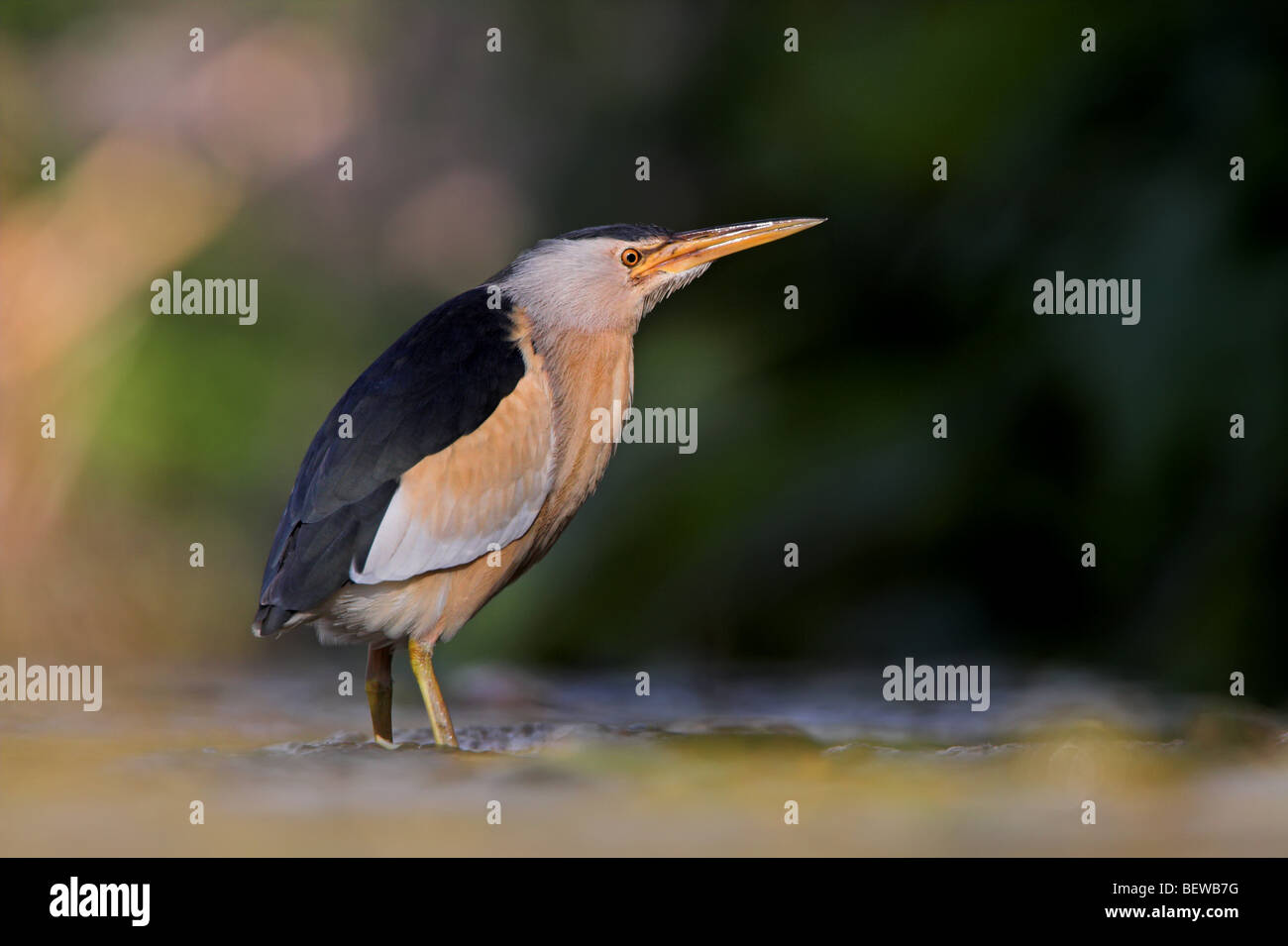 Little Bittern (Ixobrychus minutus) standing on bank, side view Stock ...