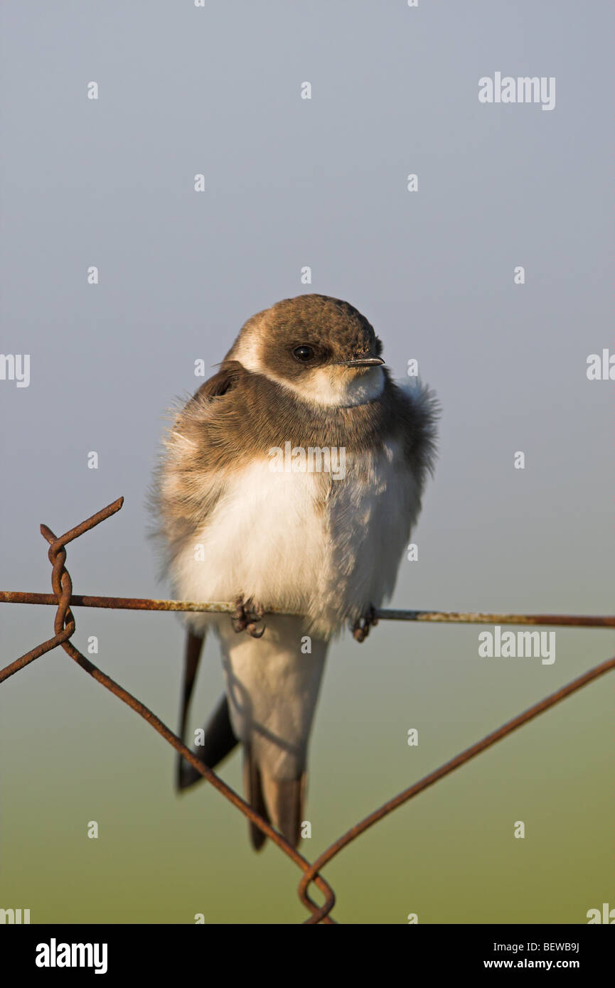 Bank Swallow (Riparia riparia) sitting on chain-link fence, close-up ...
