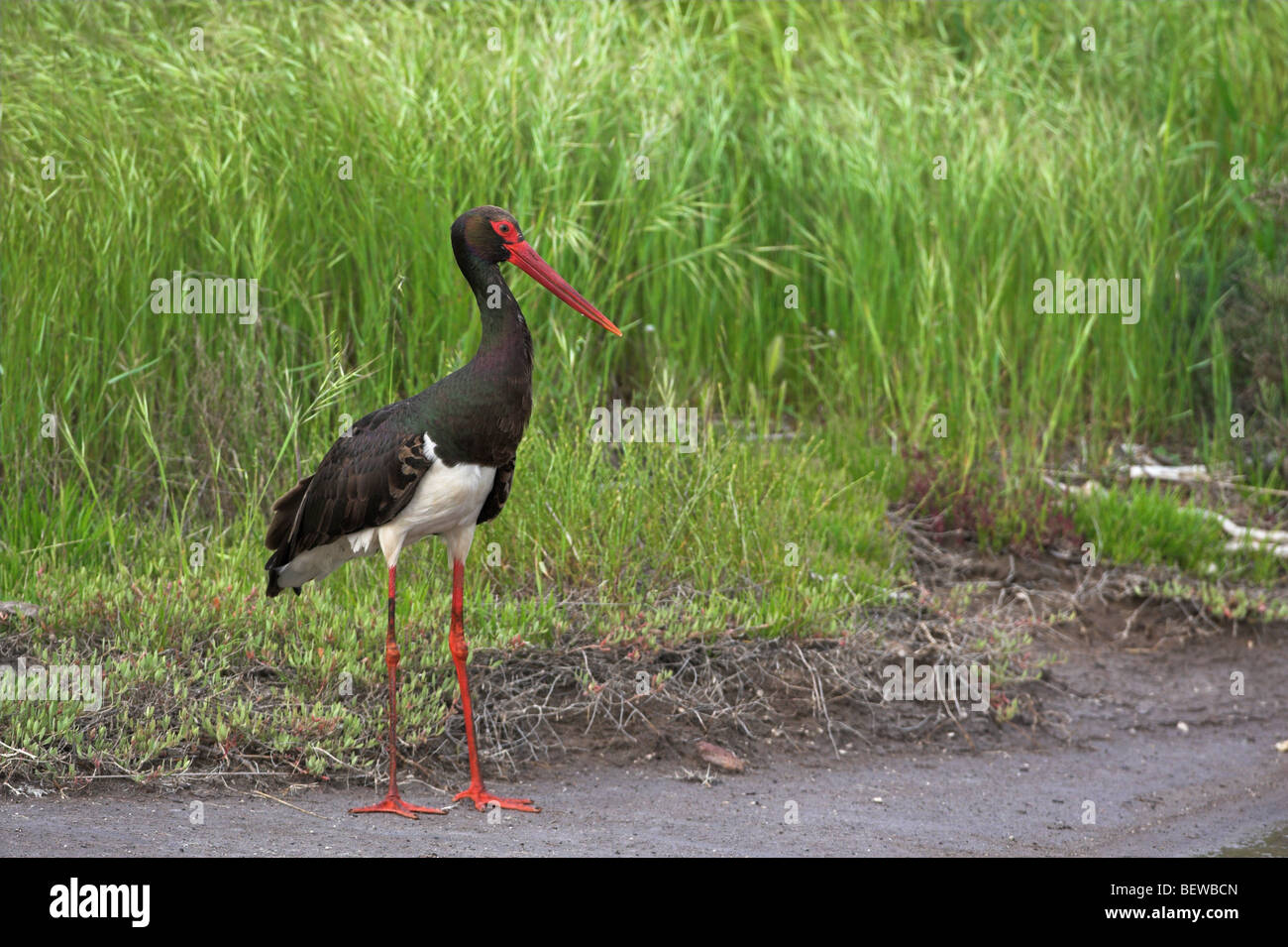 Black Stork (Ciconia nigra) standing on dirt track, side view Stock Photo
