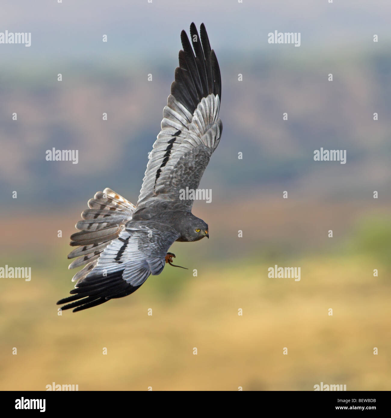 Montagues Harrier (Circus pygargus) airborne with prey Stock Photo