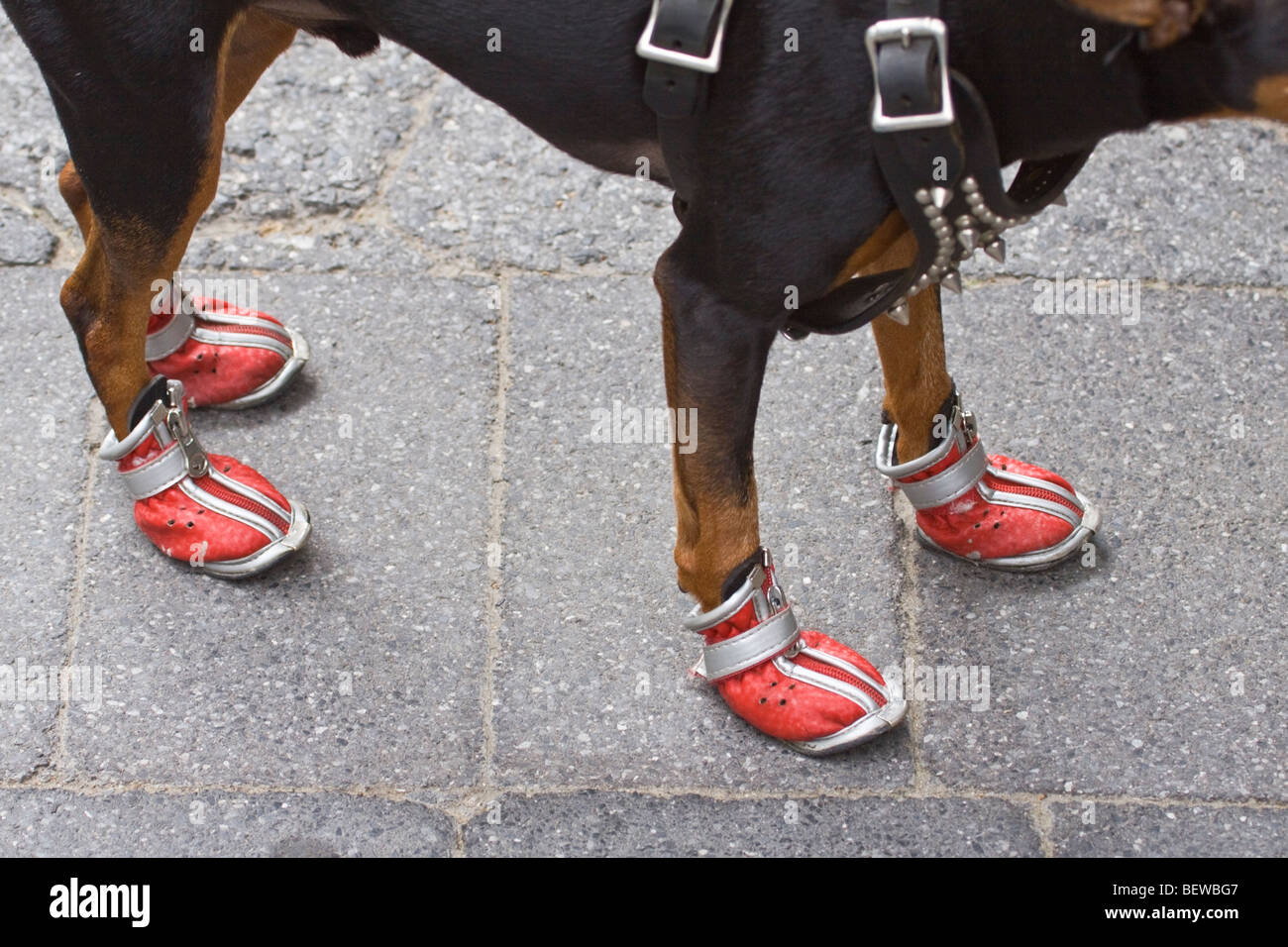 red shoes for dogs
