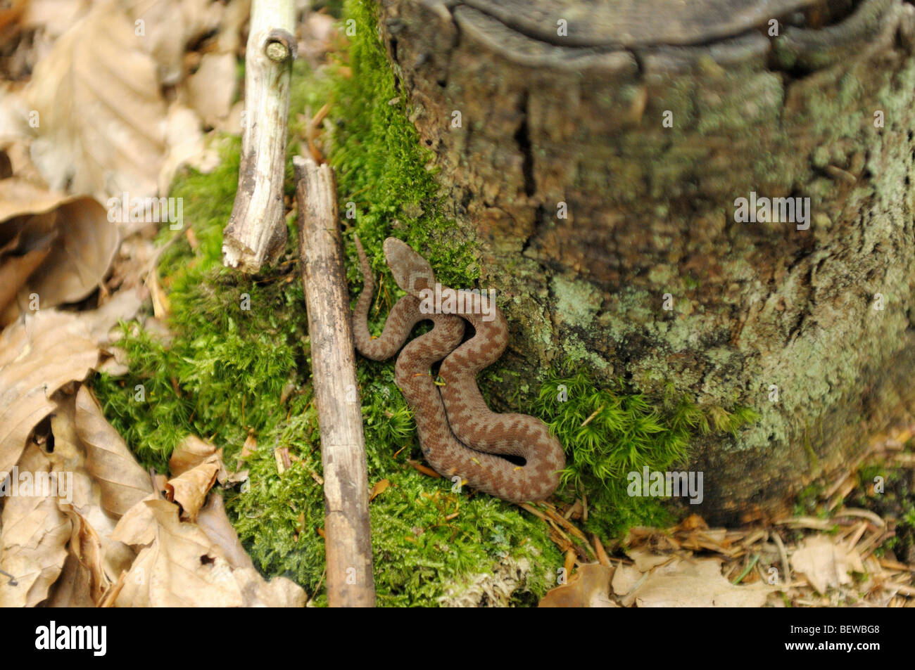 young sand viper curled up on moss, germany Stock Photo
