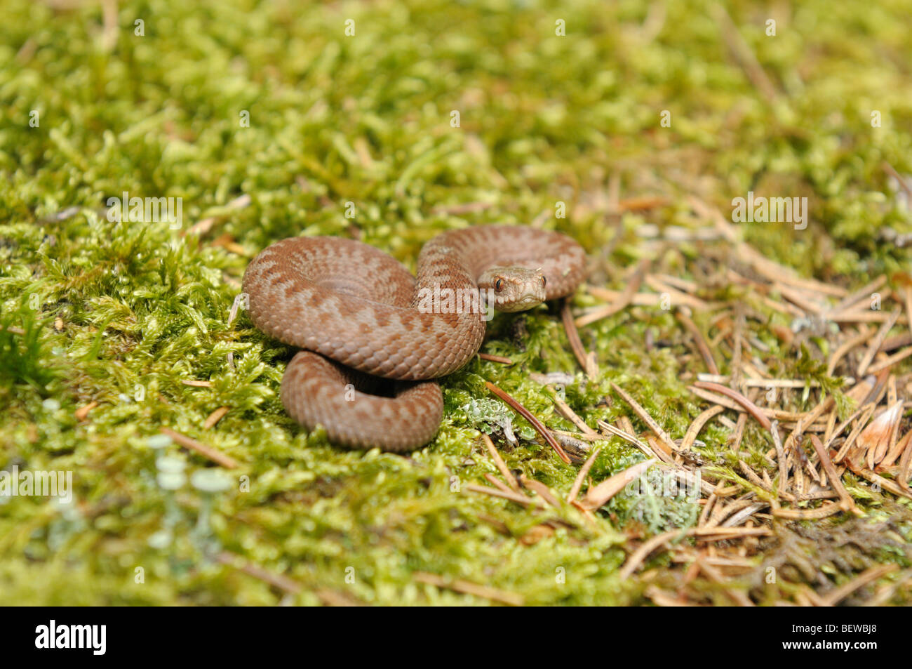 Young Viper curled up on moss, Germany Stock Photo