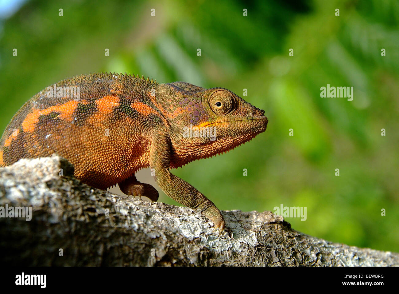 Chameleon on branch, Nossi Be, Madagascar, side view Stock Photo - Alamy