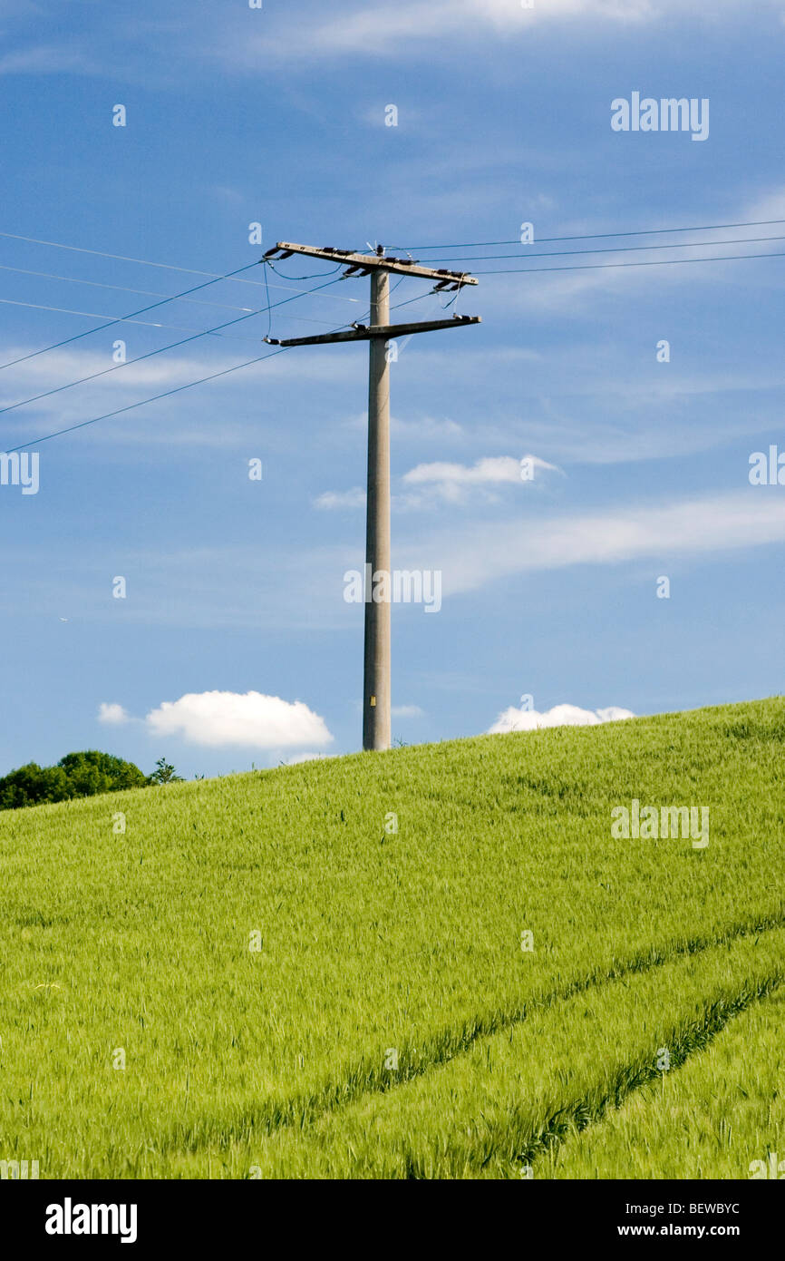 power pole in a cornfield Stock Photo Alamy