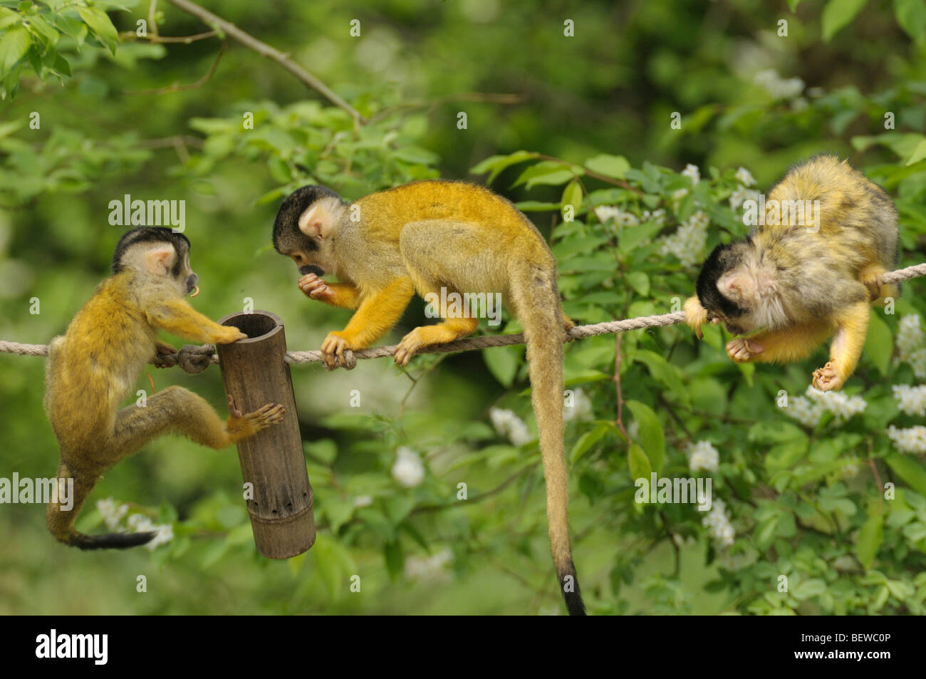 three common squirrel monkeys (Saimiri sciureus), full shot Stock Photo