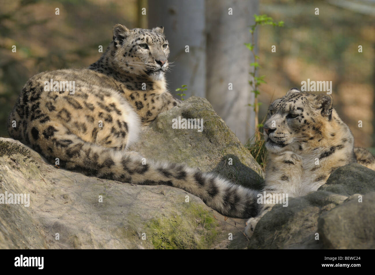 two snow leopards (Panthera uncia) lying on a rock Stock Photo