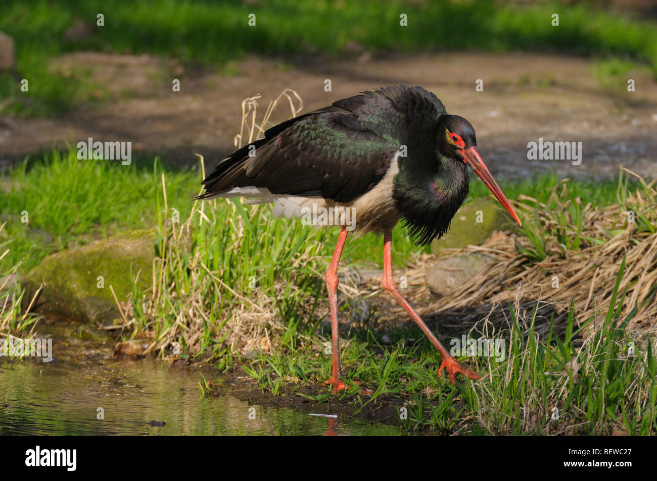 black stork (Ciconia nigra), full shot Stock Photo