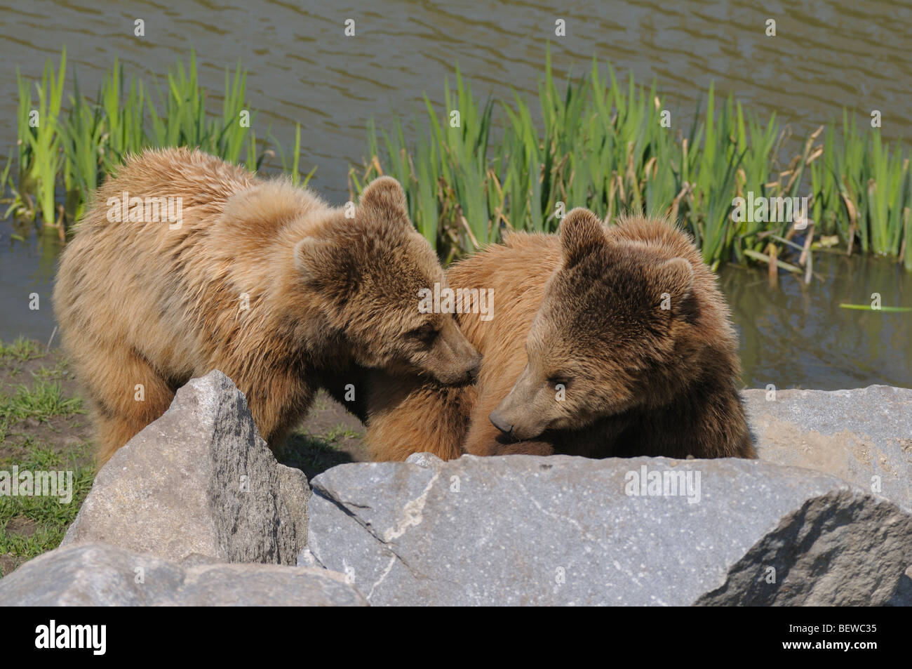 Two brown bears (Ursus Actos) playing with each other, full shot Stock Photo