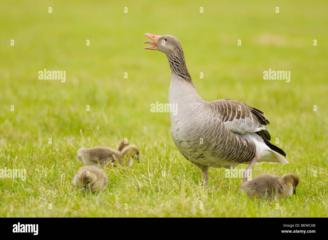 Goslings goose on grass hi res stock photography and images Alamy