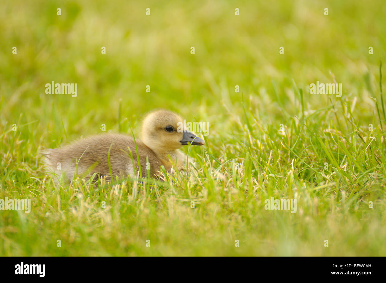 Gosling sitting in grass, side view Stock Photo