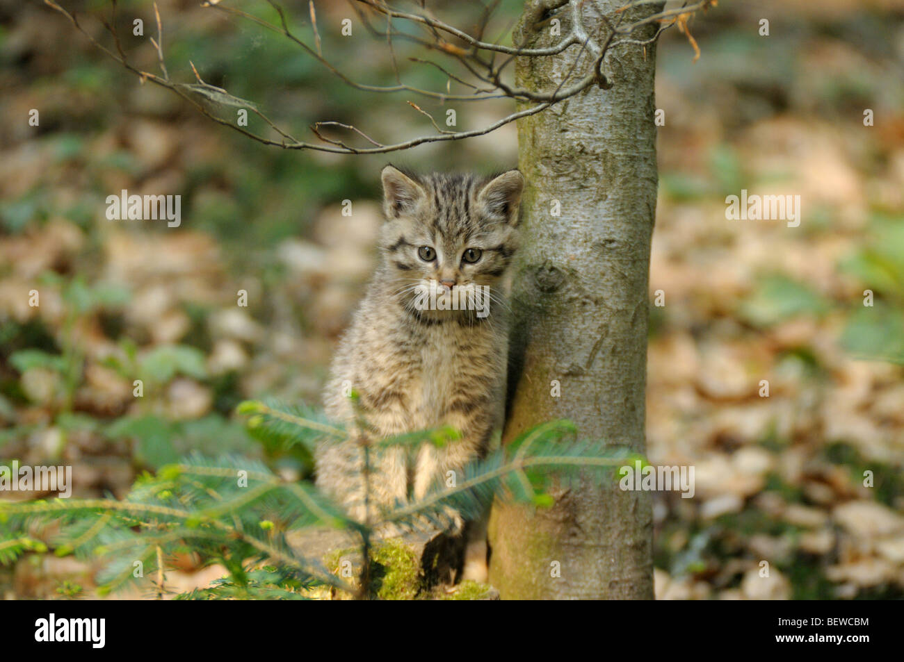 Young wildcat (Felis silvestris) beside a tree trunk, Bavarian Forest, Germany, front view Stock Photo