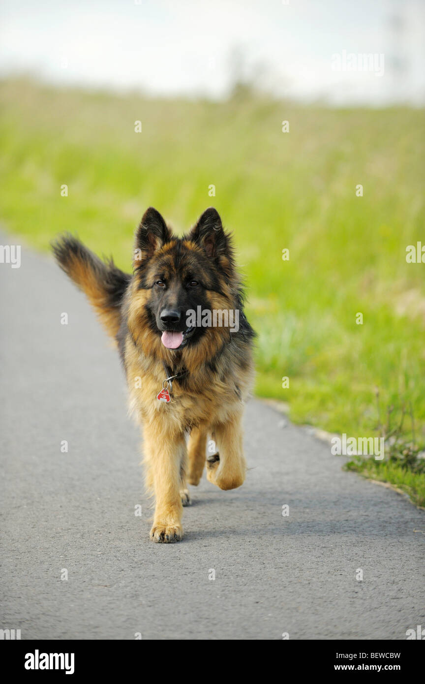 German shepherd on a country road hi res stock photography and