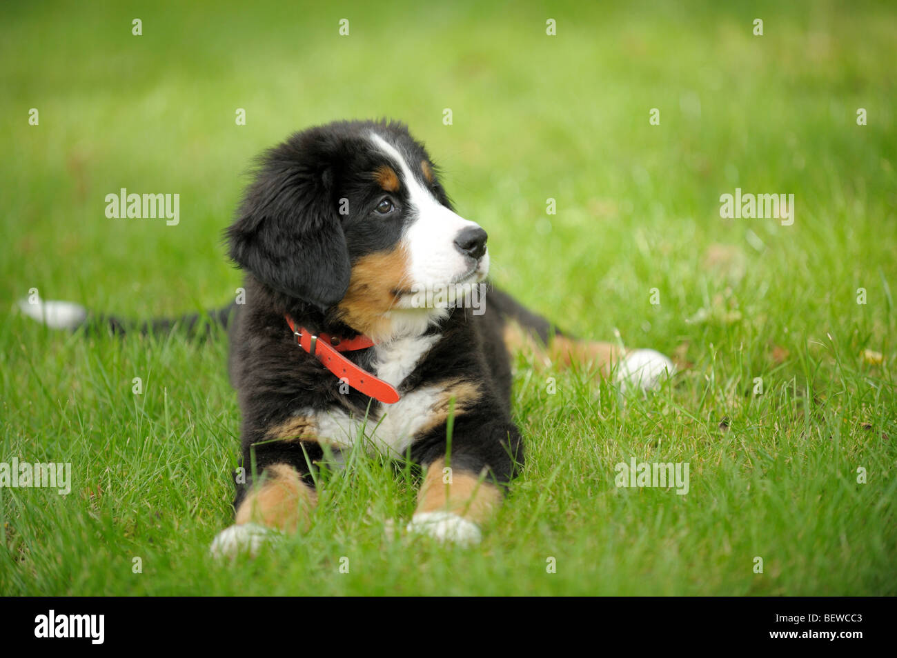 Bernese mountain dog puppy lying on a meadow Stock Photo