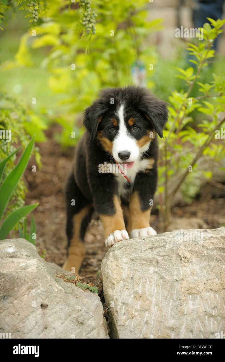 Bernese mountain dog puppy Stock Photo