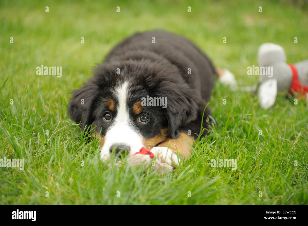 Bernese mountain dog puppy lying on a meadow, close-up Stock Photo