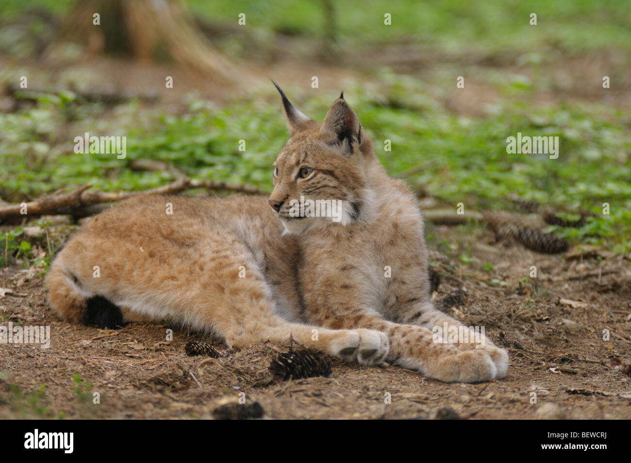 Lynx (Lynx lynx) lying in forest Stock Photo