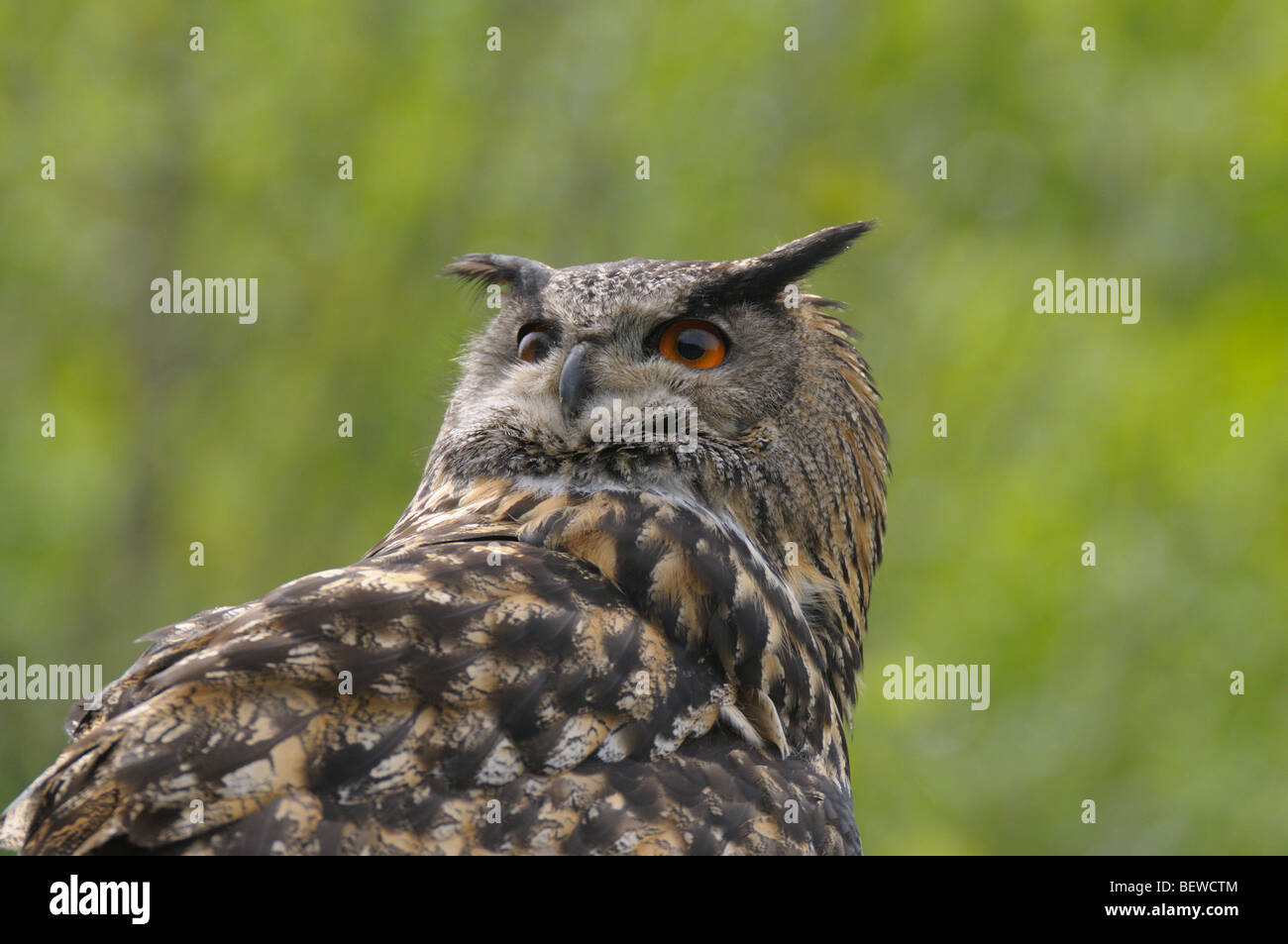 Eagle owl (Bubo bubo), close-up, low angle view Stock Photo