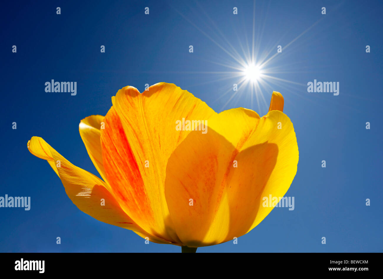 Yellow tulip blossom in front of blue sky, contre-jour photograph Stock Photo