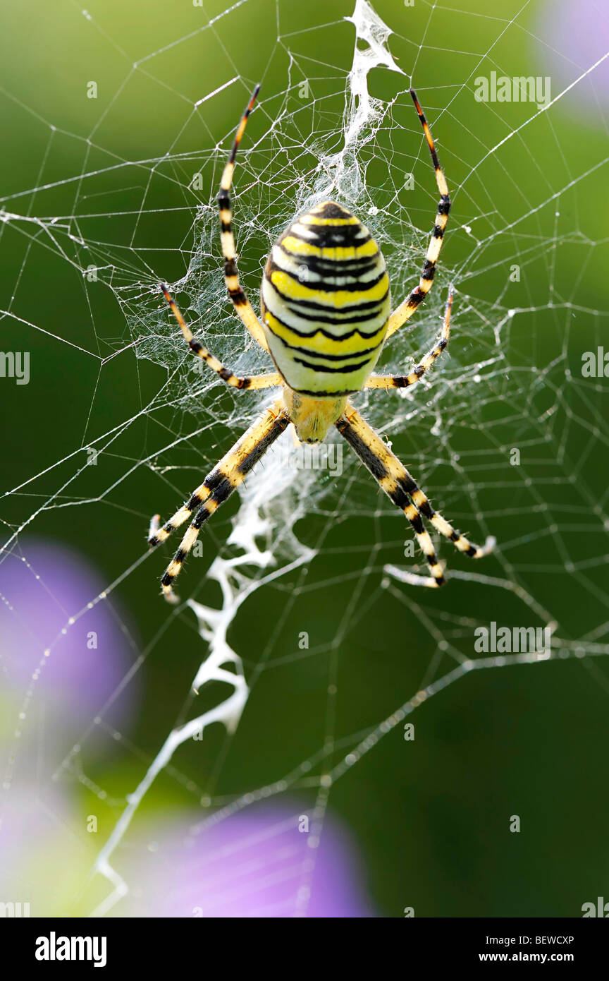 Wasp spider (Argiope bruennichi) sitting on net, close-up Stock Photo