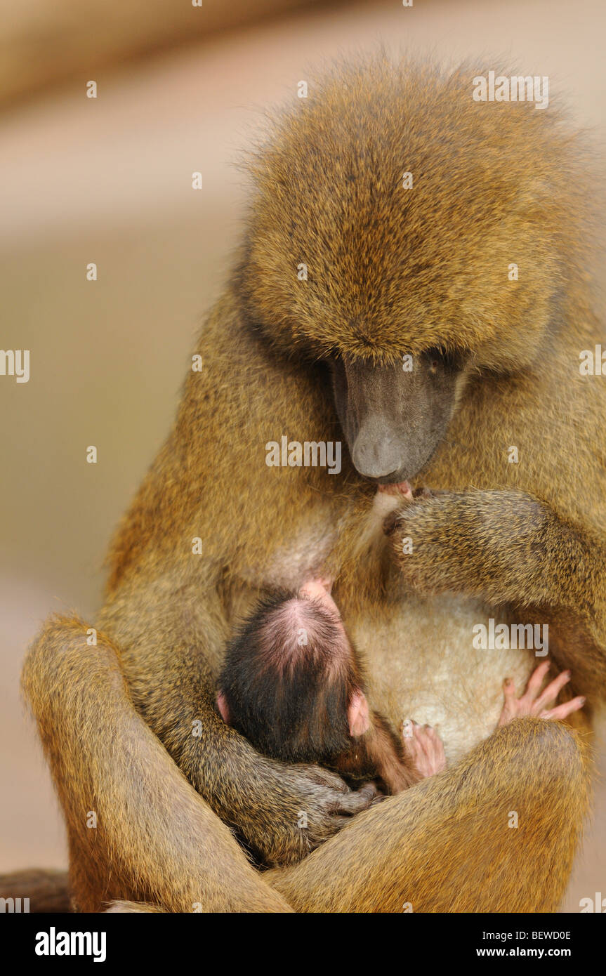 Mother baboon (Papio papio) breastfeeding her young Stock Photo