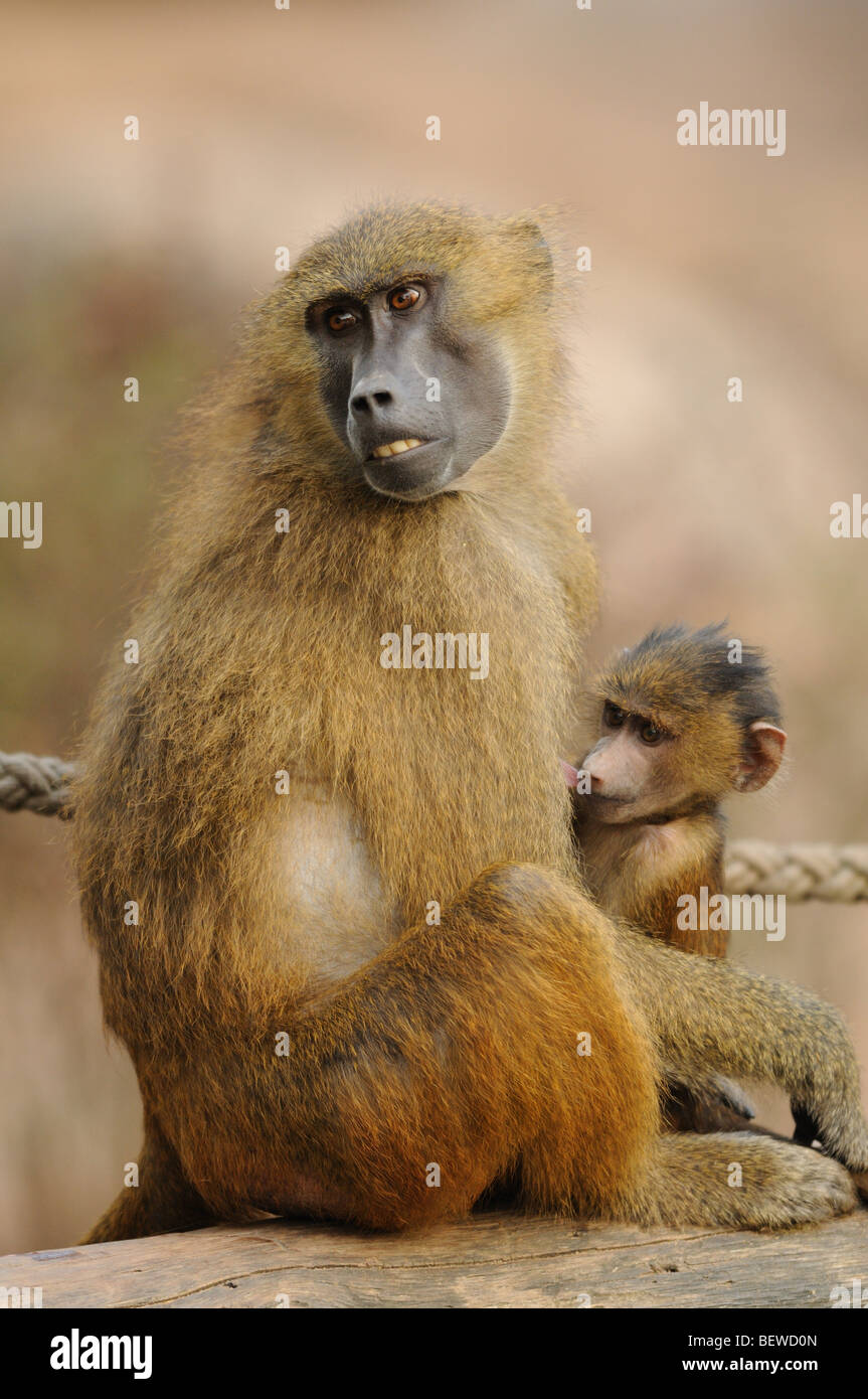 Mother baboon (Papio papio) breastfeeding her young Stock Photo