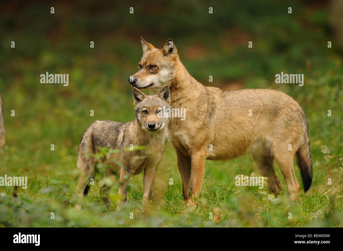 Wolfmother (Canus Lupus) with young animal standing on clearing, Bavarian Forest, Germany Stock Photo