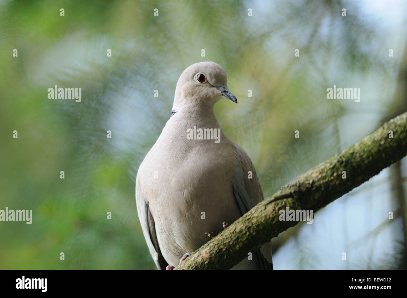 Dove, Streptopelia decaocto, low angle view Stock Photo