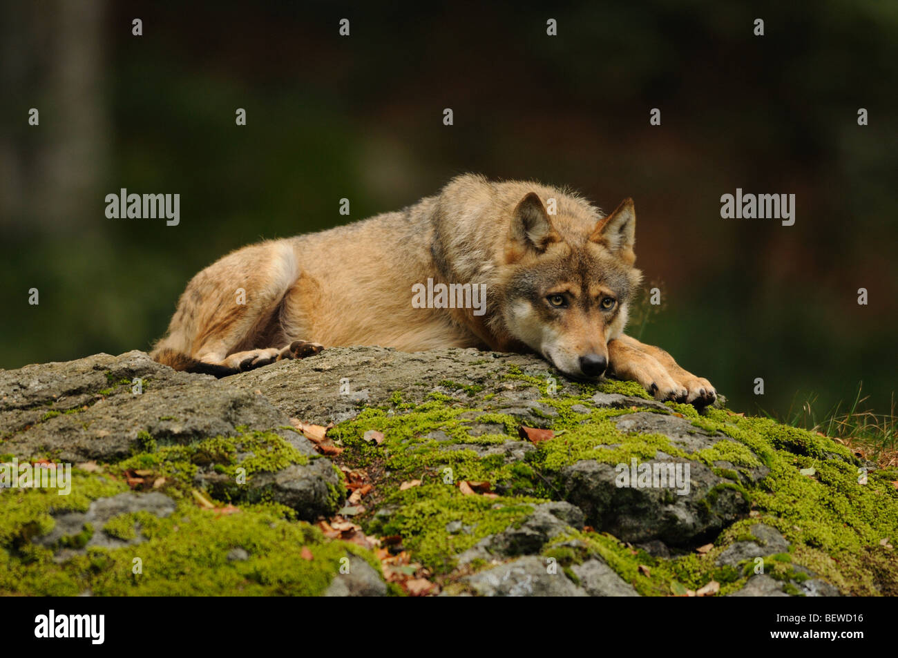Wolf (Canis lupus) lying on rock, Bavarian Forest, Germany, low angle view Stock Photo